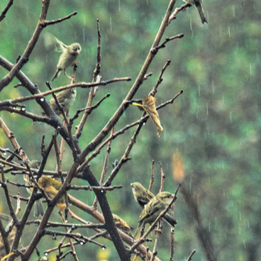 MARWAN HOURANY, 0-10 10