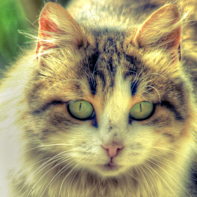 MARWAN HOURANY, 0-10 15